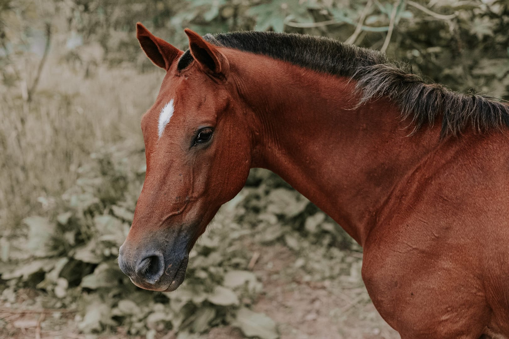Animal