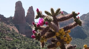 cactus plant