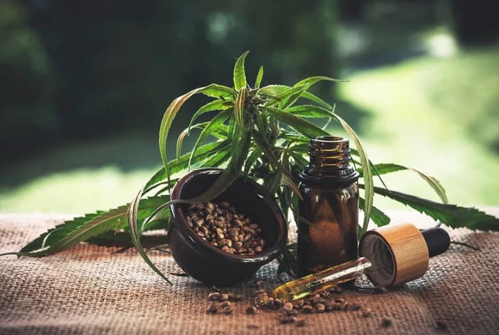 hemp plant