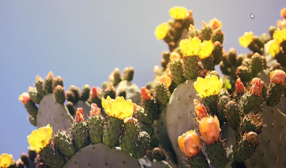 cactus